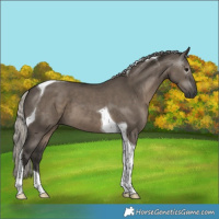 Horse Color:Gray Silver Grullo Tobiano