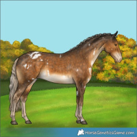Horse Color:White Spotted Chocolate Palomino Varnish 