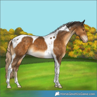 Horse Color:Chocolate Palomino Tobiano Varnish 