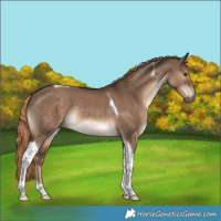 Horse Color:Liver Red Dun Tobiano Rabicano