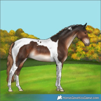 Horse Color:Liver Chestnut Tobiano Rabicano 