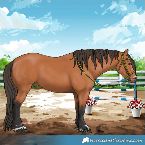 Horse Color:Bay 
