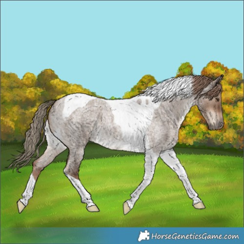 Horse Color:Liver Red Dun Roan Tobiano