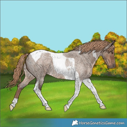Horse Color:Liver Red Dun Roan Tobiano 