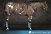 Horse Color:White Spotted Liver Red Dun Brindle 