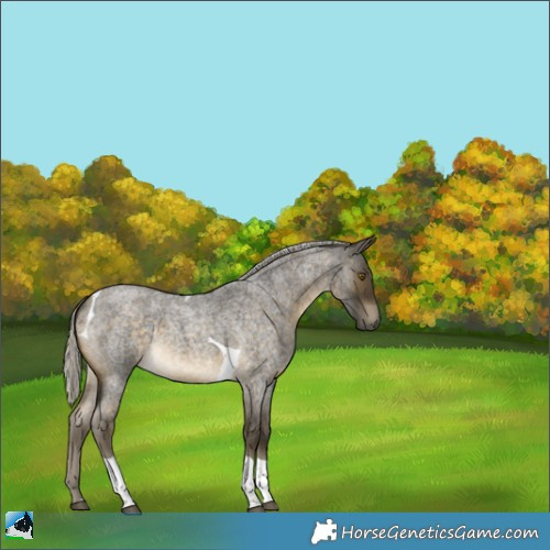 Horse Color:Silver Buckskin Roan Tobiano Rabicano 