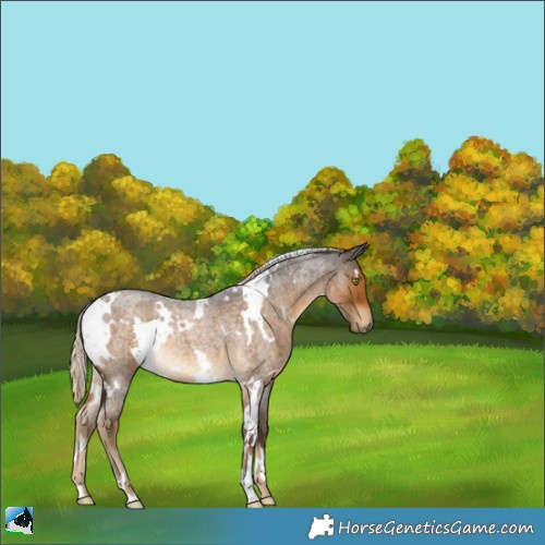 Horse Color:White Spotted Chocolate Palomino Roan Rabicano 