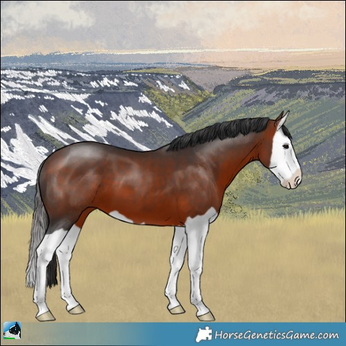 Horse Color:Bay Splash 