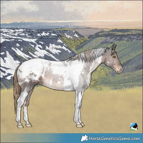 Horse Color:White Spotted Liver Chestnut Tobiano Appaloosa 