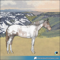 Horse Color:White Spotted Liver Chestnut Tobiano Blanket
