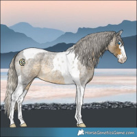 Horse Color:Silver Buckskin Roan Splash Tobiano 
