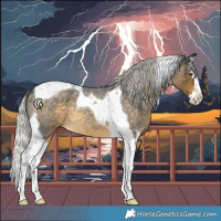 Horse Color:Silver Buckskin Roan Splash Tobiano