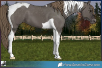 Horse Color:Smoky Grullo Tobiano Appaloosa 