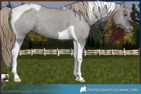 Horse Color:Smoky Grullo Tobiano Varnish 