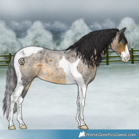 Horse Color:Buckskin Roan Splash Tobiano 
