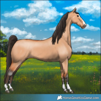 Horse Color:Bay Dun