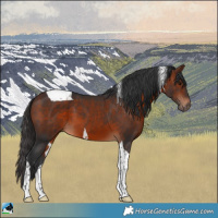 Horse Color:Bay Tobiano 