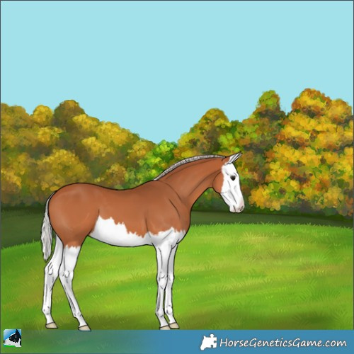 Horse Color:Silver Bay Splash 