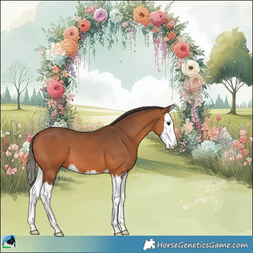 Horse Color:Bay Splash 