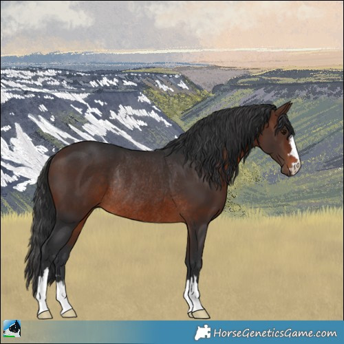 Horse Color:Brown Rabicano 