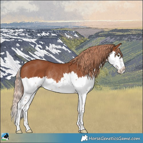 Horse Color:Chestnut Splash Rabicano 