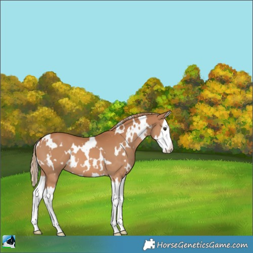 Horse Color:White Spotted Chestnut Splash 