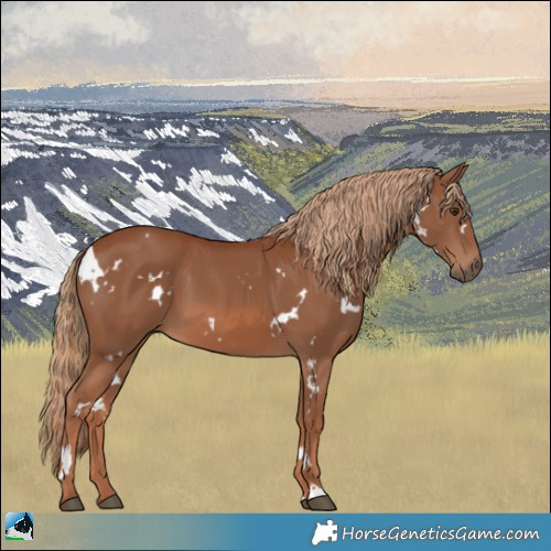 Horse Color:White Spotted Chestnut 
