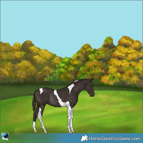 Horse Color:Liver Chestnut Tobiano Rabicano 