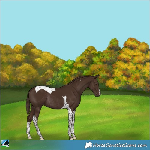 Horse Color:Liver Chestnut Tobiano Rabicano 
