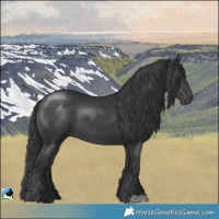 Horse Color:Black 