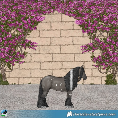 Horse Color:White Spotted Grullo