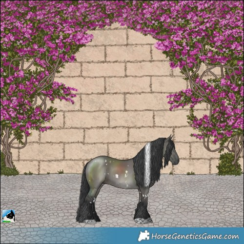 Horse Color:White Spotted Grullo 