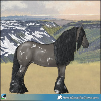 Horse Color:White Spotted Grullo Rabicano 