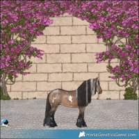 Horse Color:White Spotted Brown Dun Rabicano 