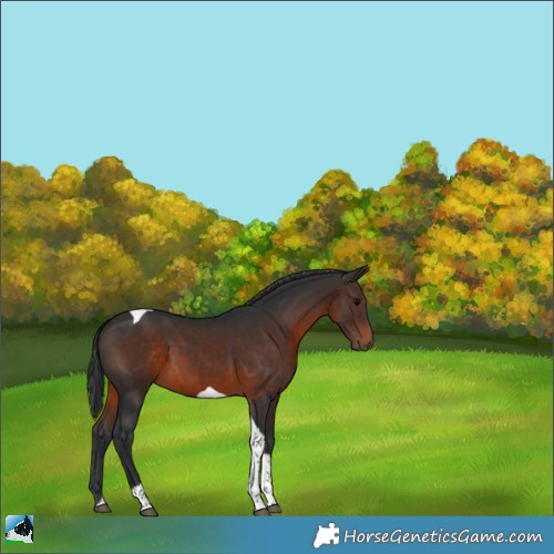 Horse Color:Brown Tobiano 