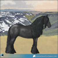 Horse Color:Black Rabicano 
