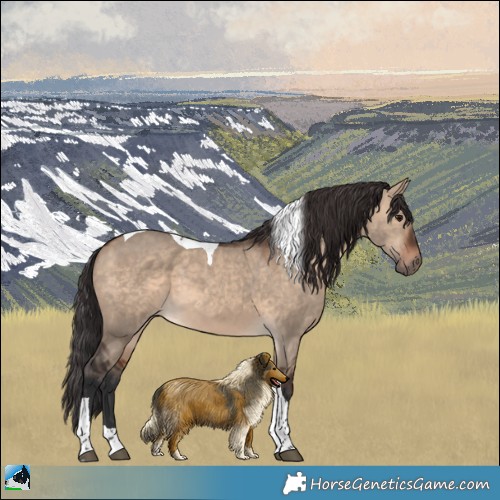 Horse Color:Brown Dun Tobiano 