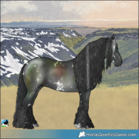 Horse Color:White Spotted Black Rabicano 