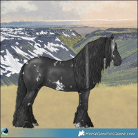 Horse Color:White Spotted Black Rabicano 