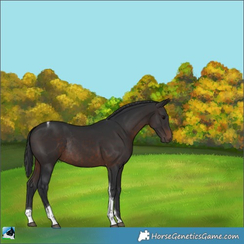 Horse Color:Brown Tobiano Rabicano 