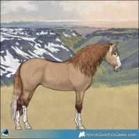 Horse Color:Gray Red Dun Splash 