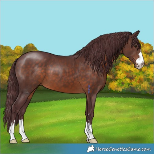 Horse Color:Chocolate Brown 