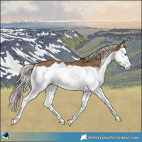 Horse Color:Chocolate Palomino Splash Frame Rabicano 