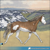 Horse Color:Chocolate Palomino Splash Frame Rabicano 