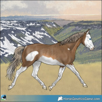 Horse Color:Chocolate Palomino Splash Frame Rabicano 