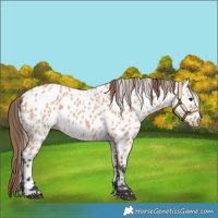 Horse Color:Bay Dun Appaloosa
