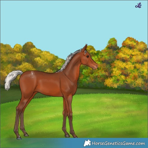 Horse Color:Silver Brown Varnish 
