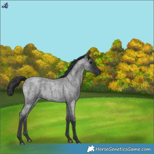 Horse Color:Blue Roan 