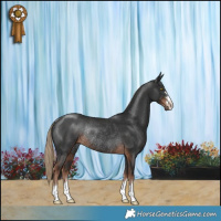 Horse Color:Liver Chestnut Rabicano 