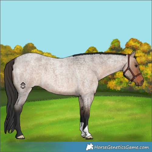 Horse Color:Brown Roan Dun